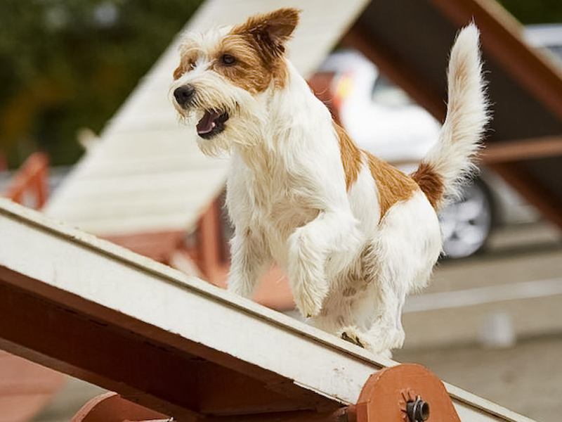 Jack Russell Terrier walking over a hurdle at dog agility training. Big fur blowing in wind. Action and sports in concept.