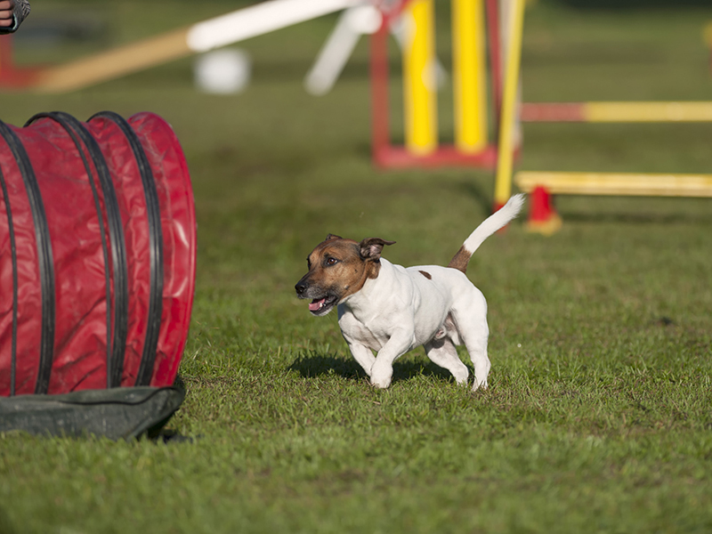 Jack Russell Terrier running on agility competition, he is on th