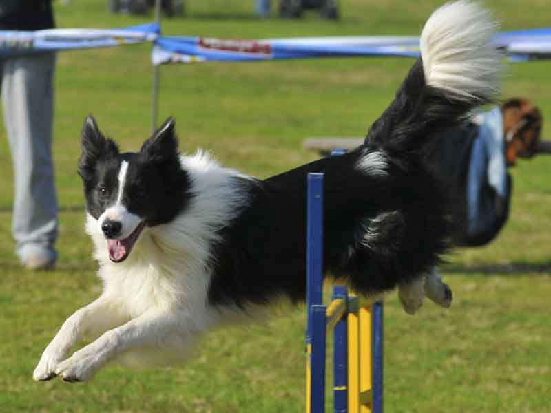 Agility Dog Jump