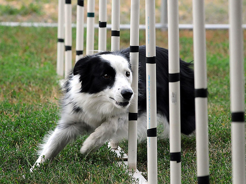 Sport, a border collie owned by Joni Steinbach of New Ulm, Minn., races through weave poles that are part of an agility course on July 23, 2012. The love and loyalty aspect of agility training is a big part of what Steinbach and Sport get out of the constant training they do at home in their backyard agility course, as well as the numerous competitions they compete in throughout the year from the local to national levels.  (AP Photo/The Mankato Free Press, John Cross )