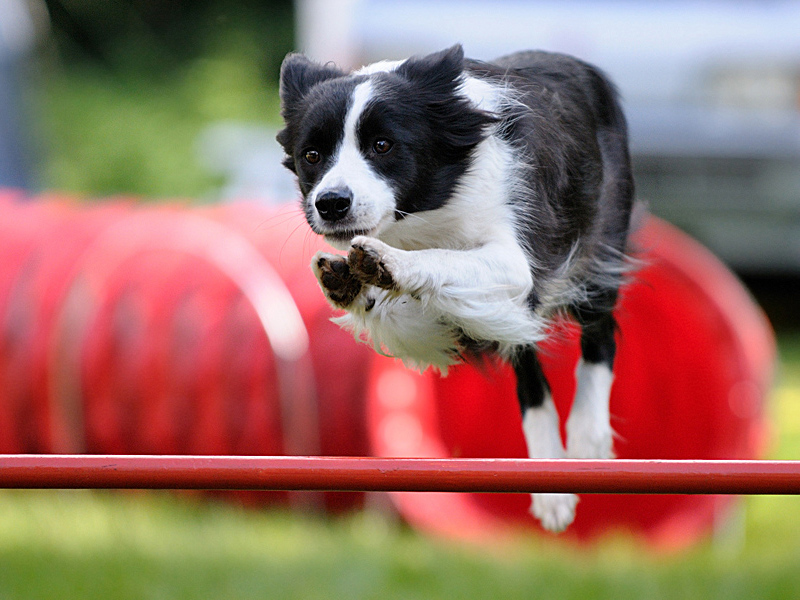 Agility