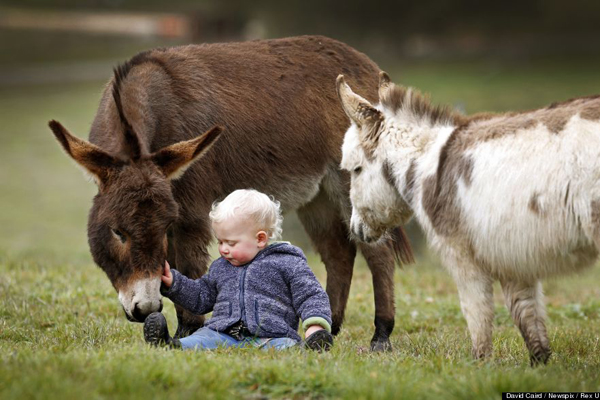 Editorial Use Only.Consent Required for Commercial Use and Book PublicationsMandatory Credit: Photo by David Caird/Newspix/Rex / Rex USA (1464647i)15-month-old Jack Johnston plays with micro miniature donkeys called 'Snuggle Pot' and 'Livingstone' at Amelia Rise DonkeysMicro miniature donkeys in Yea, Australia - 09 Jul 2013These miniature donkeys are so cute it's no surprise to learn that their names include Snuggle Pot and Cuddle Pie! The adorable donkeys stand less than 76cm tall and live at the Amelia Rise Donkeys centre in Yea, Australia. And they are certainly a huge hit with the children of the local area, including 15-month-old neighbour Jack Johnson who loves to share a cuddle with Cuddle Pie. According to breeder Deb Hanton the mini donkeys are fast gaining a reputation as being lovable pets. She says: "They are always by your side and they love being cuddled. It is really like they are little labradors".