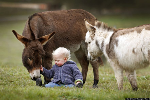 Editorial Use Only.Consent Required for Commercial Use and Book Publications
Mandatory Credit: Photo by David Caird/Newspix/Rex / Rex USA (1464647i)
15-month-old Jack Johnston plays with micro miniature donkeys called 'Snuggle Pot' and 'Livingstone' at Amelia Rise Donkeys
Micro miniature donkeys in Yea, Australia - 09 Jul 2013
These miniature donkeys are so cute it's no surprise to learn that their names include Snuggle Pot and Cuddle Pie! The adorable donkeys stand less than 76cm tall and live at the Amelia Rise Donkeys centre in Yea, Australia. And they are certainly a huge hit with the children of the local area, including 15-month-old neighbour Jack Johnson who loves to share a cuddle with Cuddle Pie. According to breeder Deb Hanton the mini donkeys are fast gaining a reputation as being lovable pets. She says: "They are always by your side and they love being cuddled. It is really like they are little labradors".